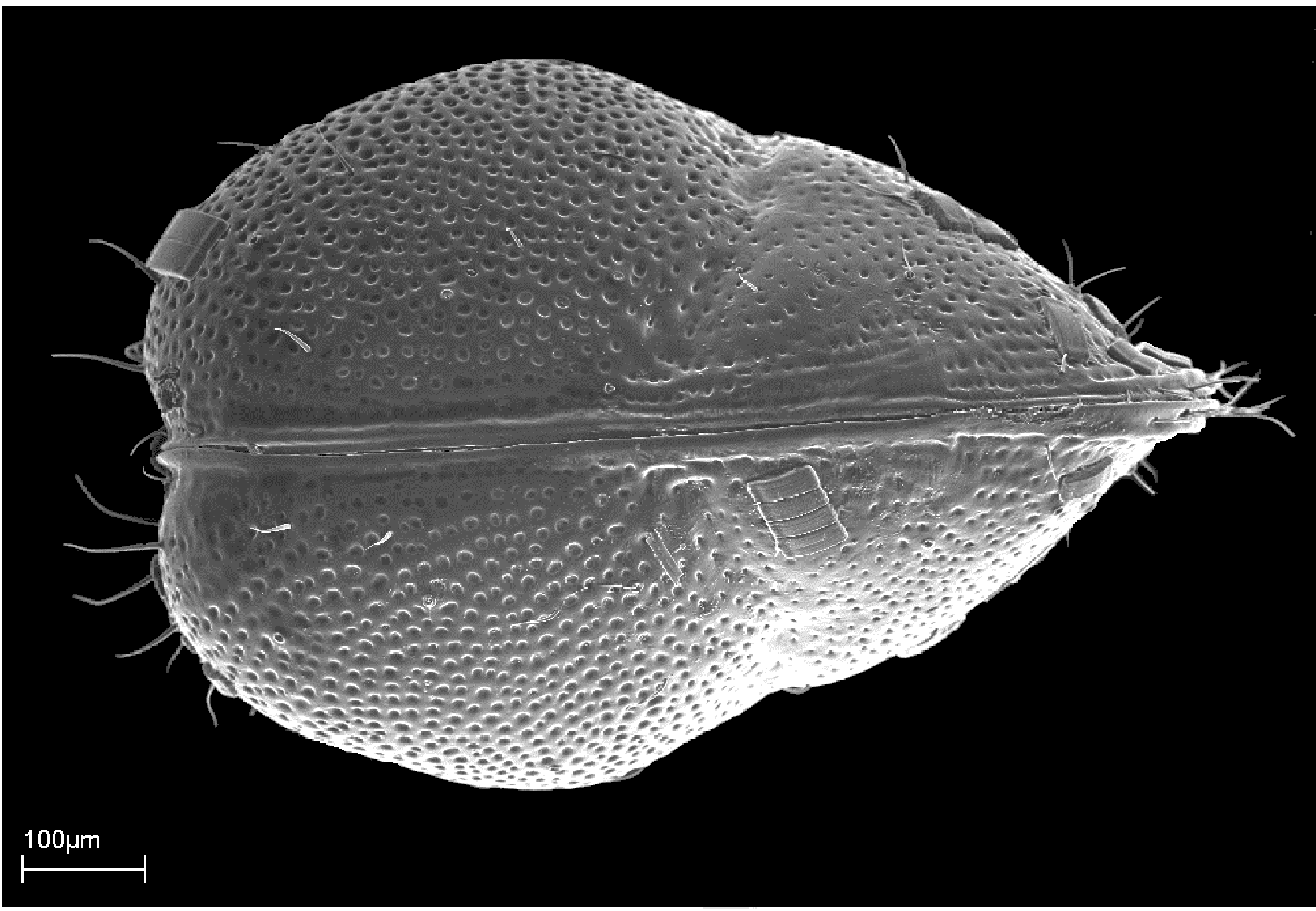 Gemeinsames IODP/ICDP Kolloquium Braunschweig Cover